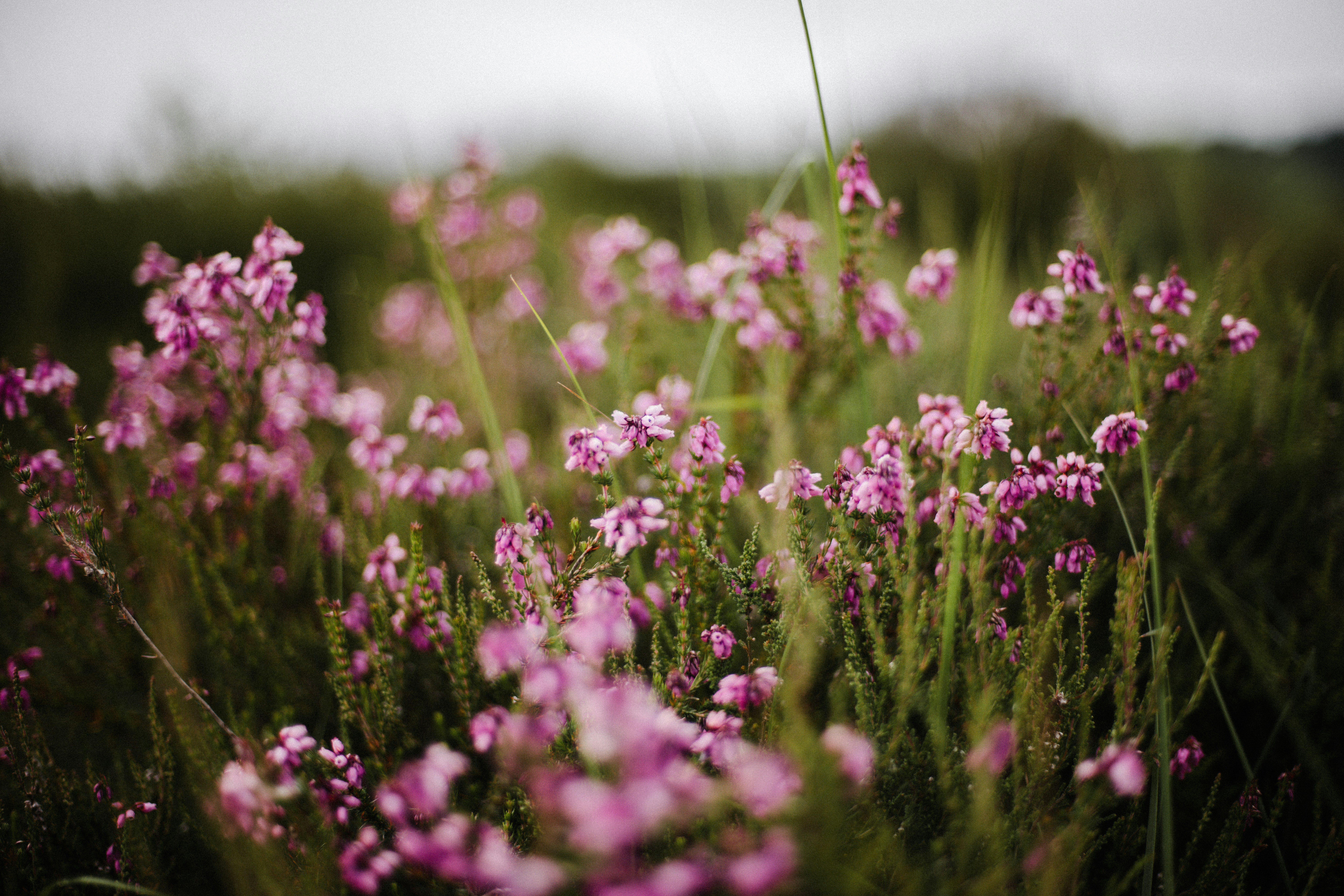 Photo by anniespratt