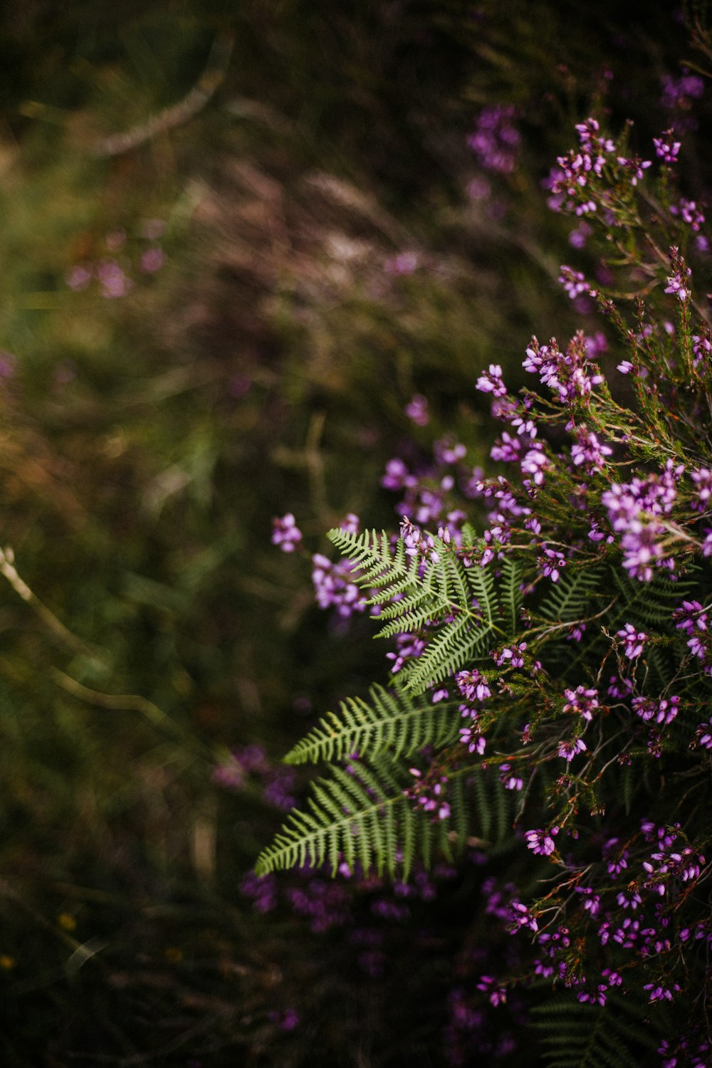 a plant with purple flowers and green leaves