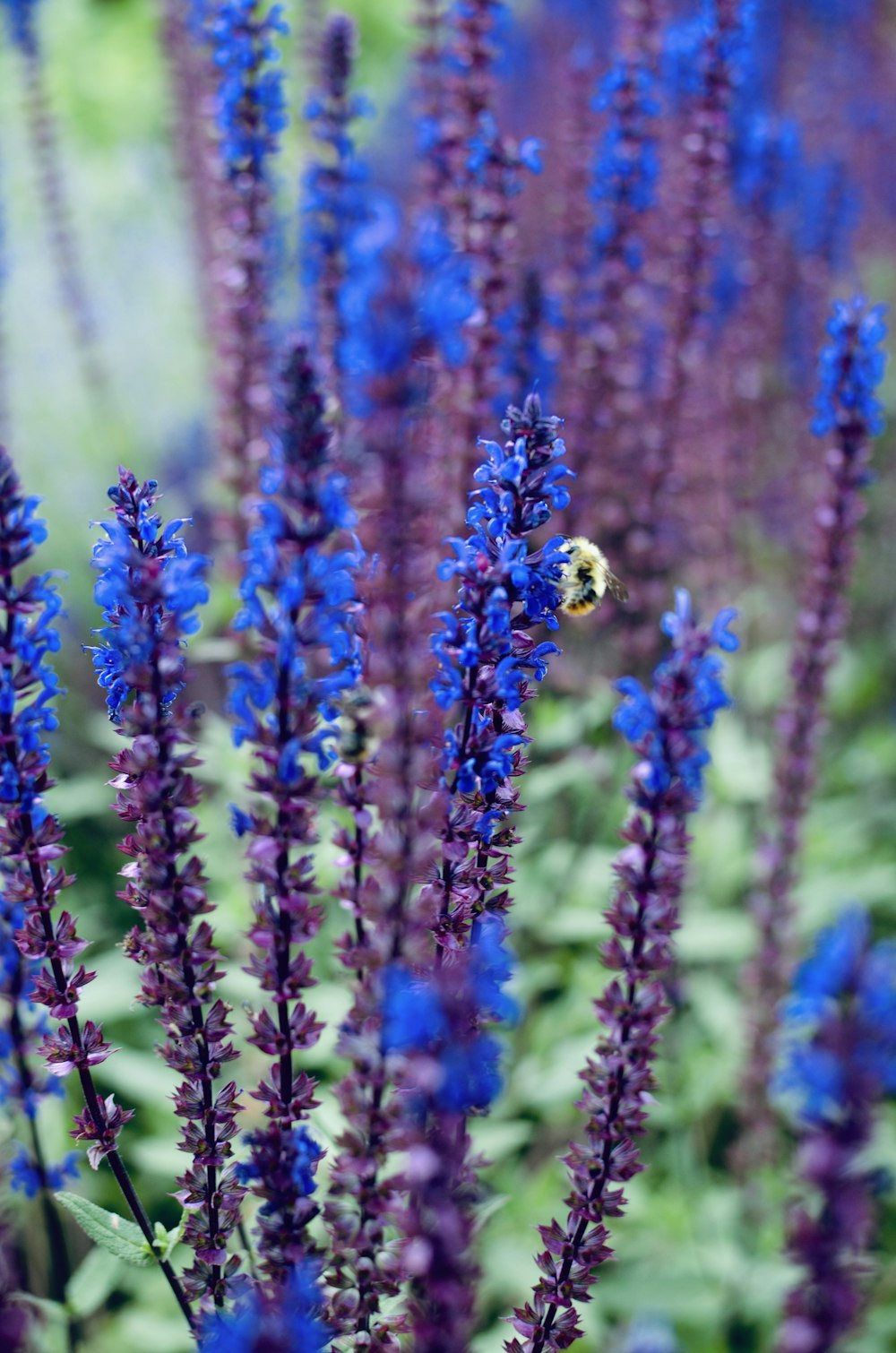 a bee is sitting on a purple flower