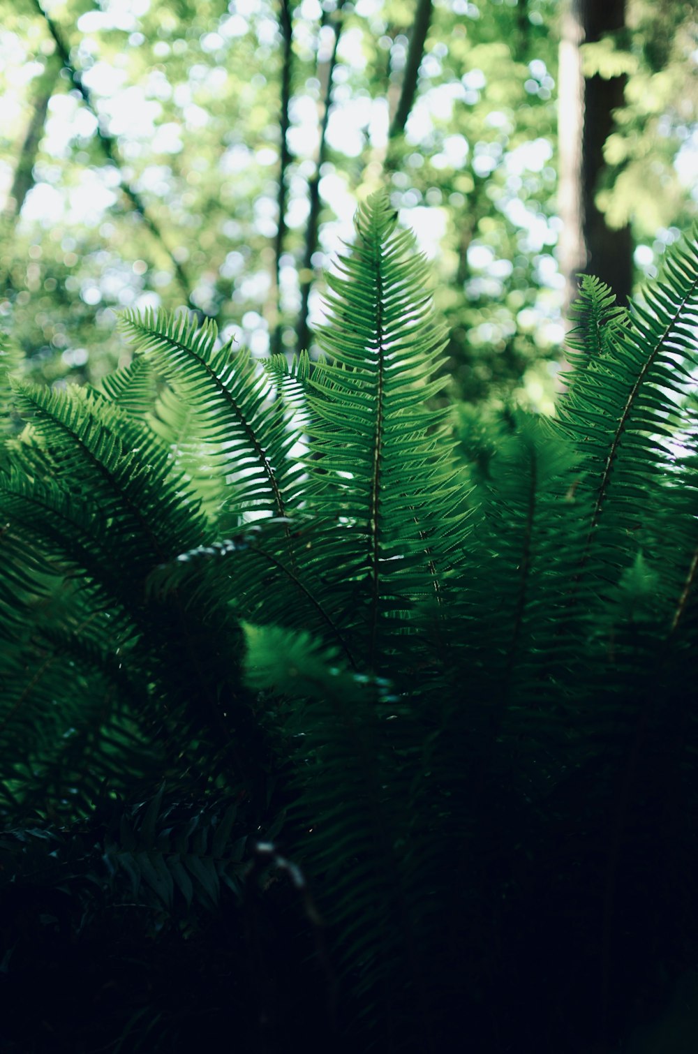 a close up of a fern in a forest