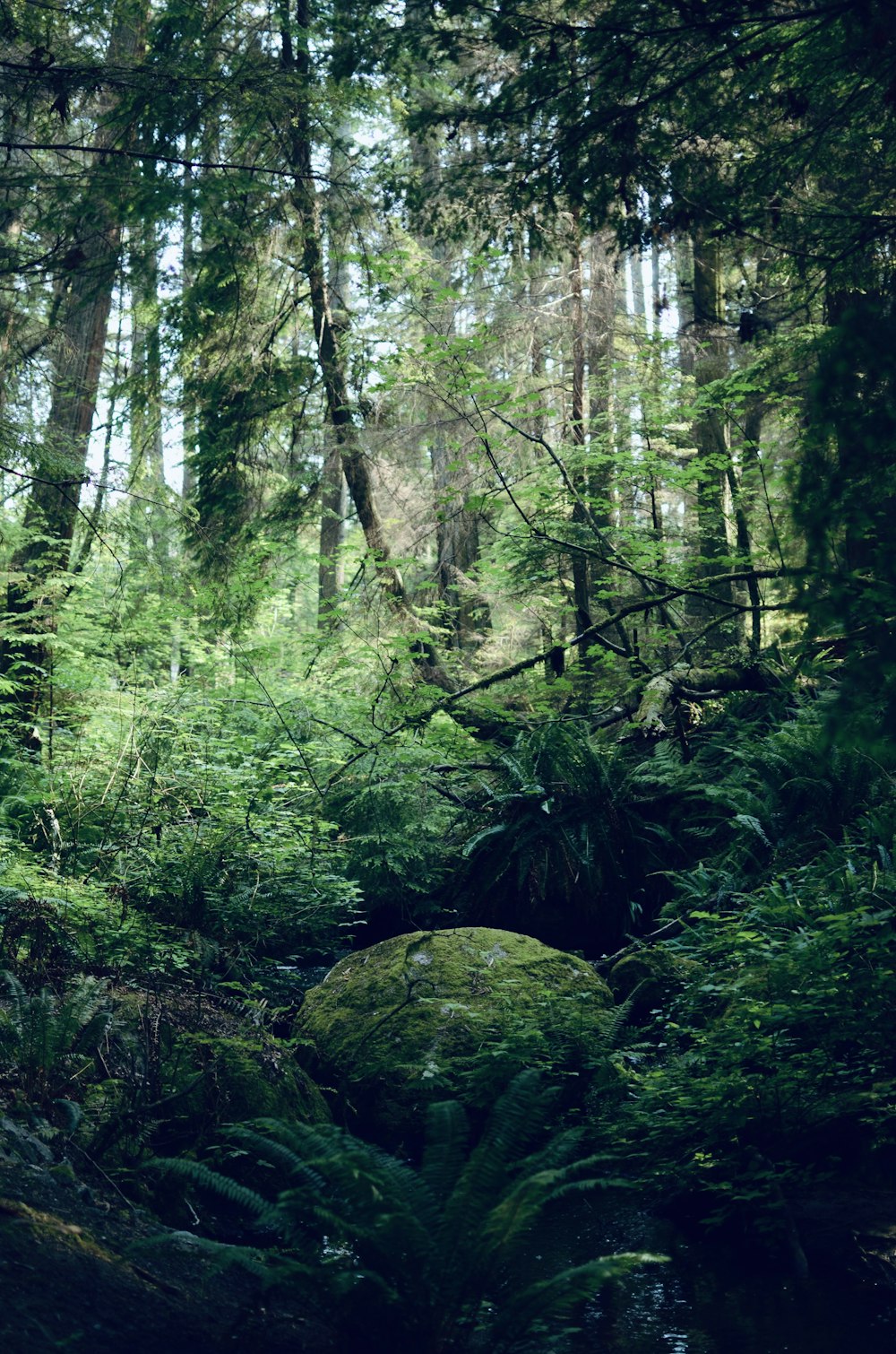 a large rock in the middle of a forest