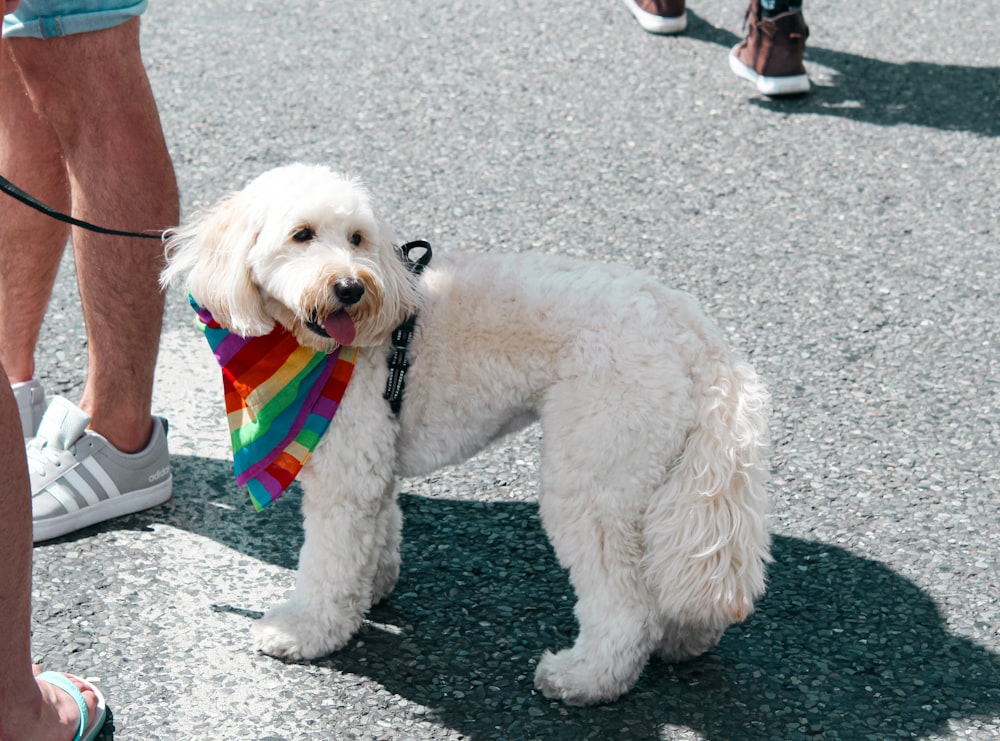 a small white dog wearing a rainbow scarf