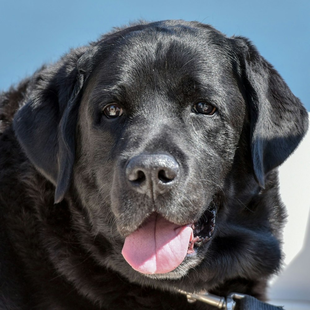 a close up of a black dog with its tongue out