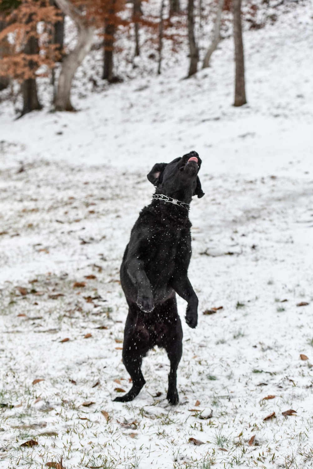 a black dog standing on its hind legs in the snow