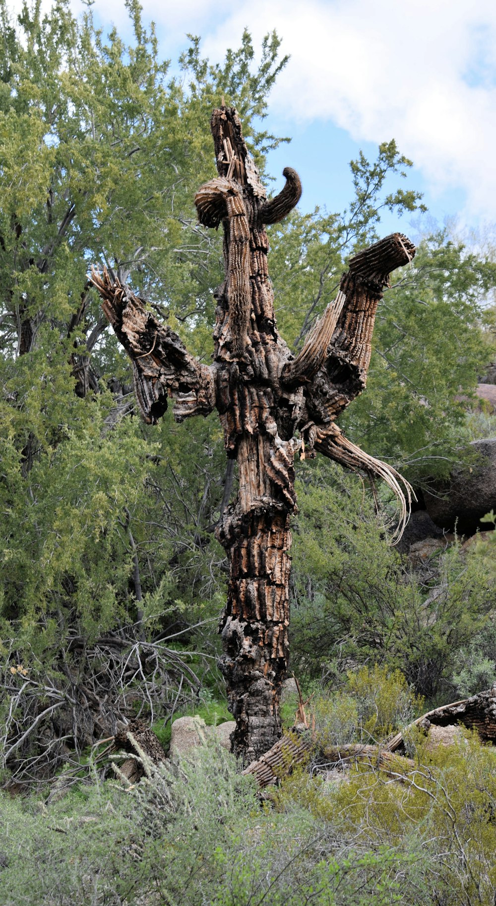 a very old tree in the middle of a forest