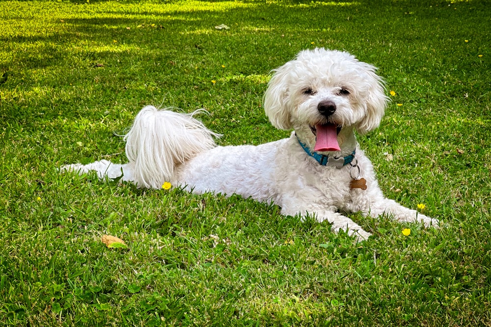 a white dog laying on top of a lush green field