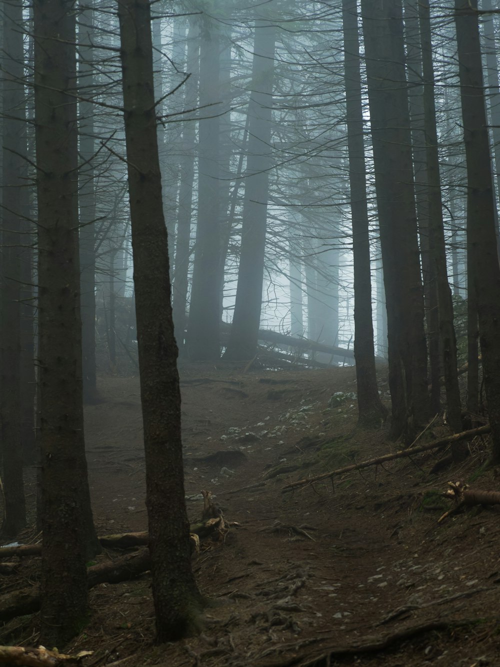 a foggy forest with a trail in the foreground