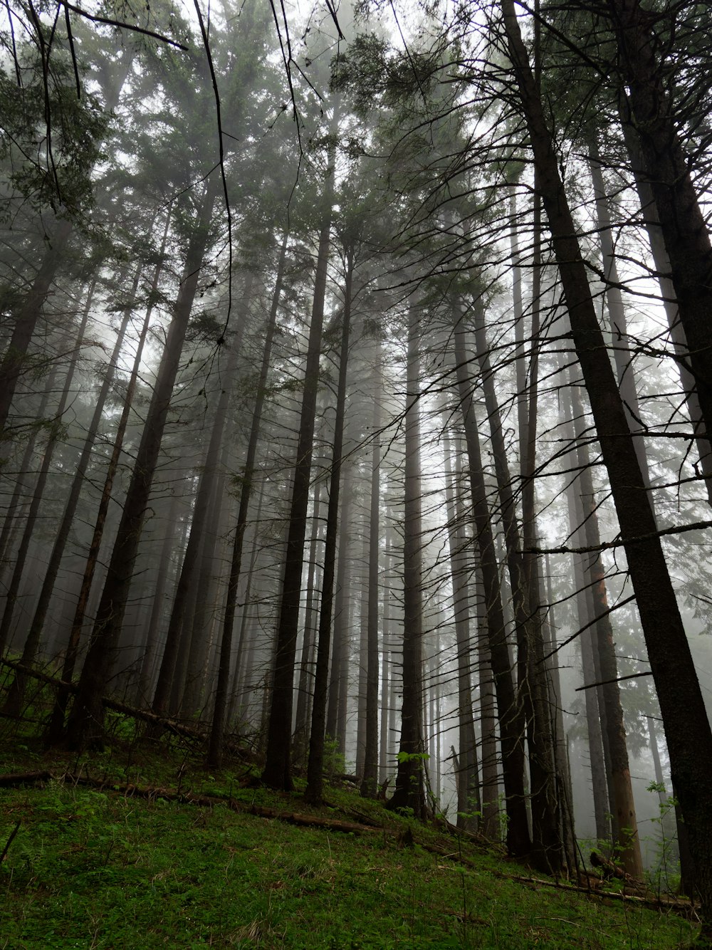 a forest filled with lots of tall trees