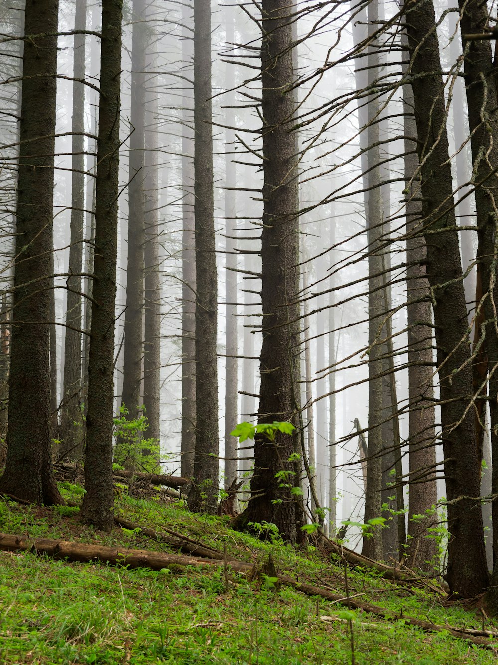 a forest filled with lots of tall trees