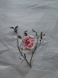 Delicate Style Accessory