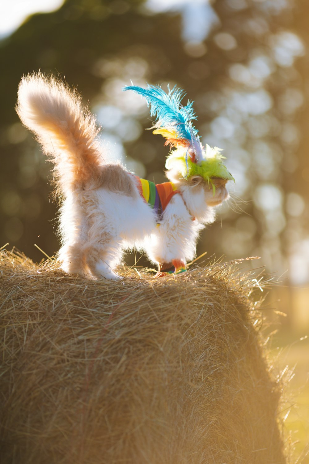 a small white cat with a feather hat on top of a bale of hay