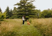 A peaceful dog calmly learning commands during a training session outdoors.