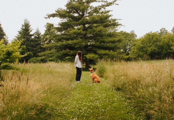 A calm trainer gently working with a focused service dog in an outdoor setting.