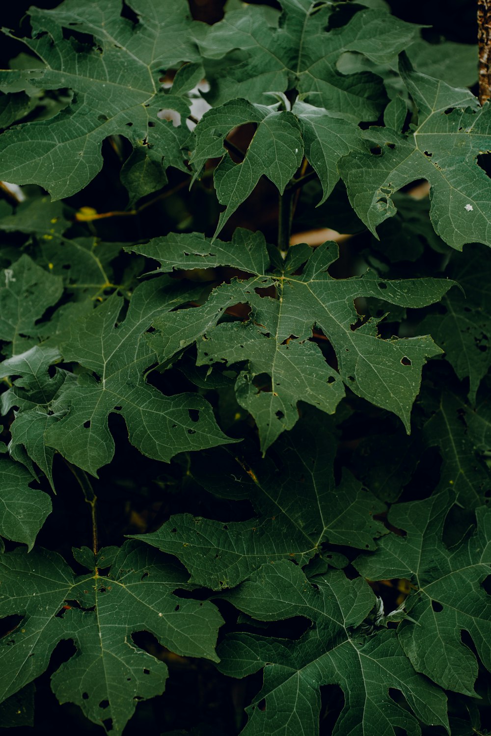 a close up of a green leafy plant