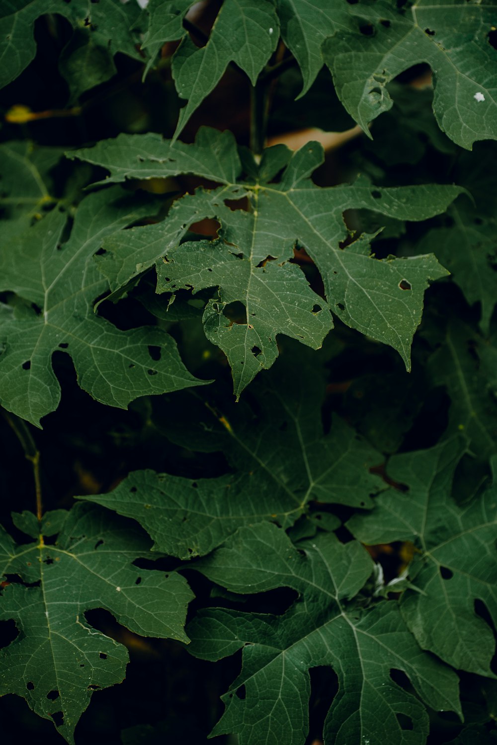 a close up of a leaf on a tree