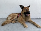 A German Shepherd dog is lying on the ground with its legs stretched out. It has a black and tan coat, wearing a red and black harness. The background is a plain, light-colored wall.