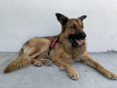 A German Shepherd dog is lying on the ground with its legs stretched out. It has a black and tan coat, wearing a red and black harness. The background is a plain, light-colored wall.