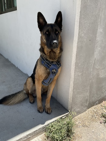 A German Shepherd sitting against the corner of a white and gray wall, wearing a blue harness. The dog has black and tan fur, and large pointed ears. It is seated on a concrete surface with patches of grass nearby.