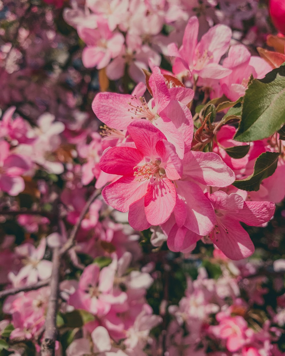 a bunch of pink flowers that are on a tree