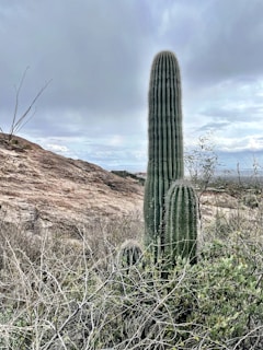 A tall, green cactus stands prominently in a desert landscape, surrounded by dry shrubs and rocky terrain under a cloudy sky.