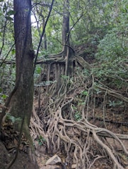 A complex network of large tree roots extends across a forest floor, emerging from the trunk and spreading out over the ground. The roots intertwine and form intricate patterns, while lush green foliage surrounds the area, adding an element of natural beauty and wilderness. Sunlight filters through the canopy, casting dappled light on the scene.