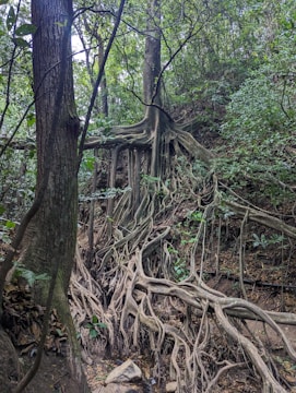 A complex network of large tree roots extends across a forest floor, emerging from the trunk and spreading out over the ground. The roots intertwine and form intricate patterns, while lush green foliage surrounds the area, adding an element of natural beauty and wilderness. Sunlight filters through the canopy, casting dappled light on the scene.