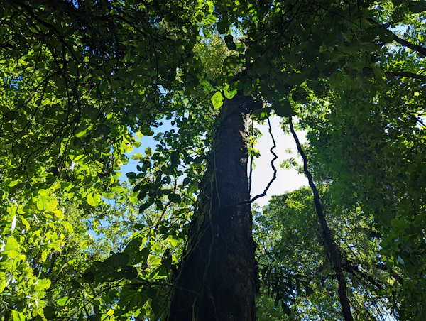 Volcán Arenal, Costa Rica