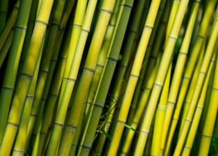 Close-up of vibrant bamboo poles freshly cut in a sunlit forest.