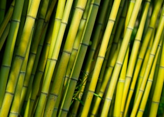 Close-up of bamboo stalks glowing softly in morning light.