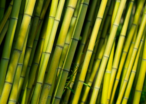 Close-up view of vibrant green bamboo stalks arranged densely, with sunlight highlighting their texture and color. The stalks are tall, slender, and showcase natural joint patterns.