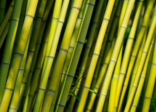 Close-up of lush bamboo stalks with morning dew, symbolizing natural strength and growth.