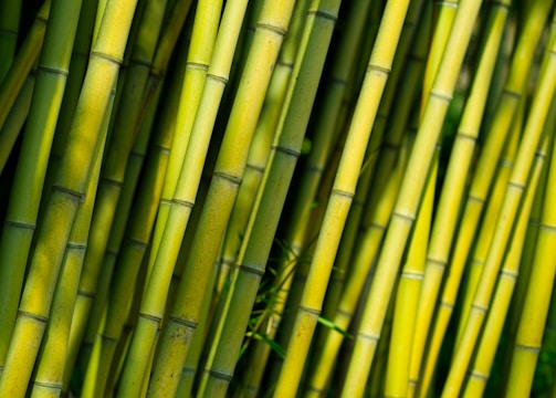 Close-up view of vibrant green bamboo stalks arranged densely, with sunlight highlighting their texture and color. The stalks are tall, slender, and showcase natural joint patterns.