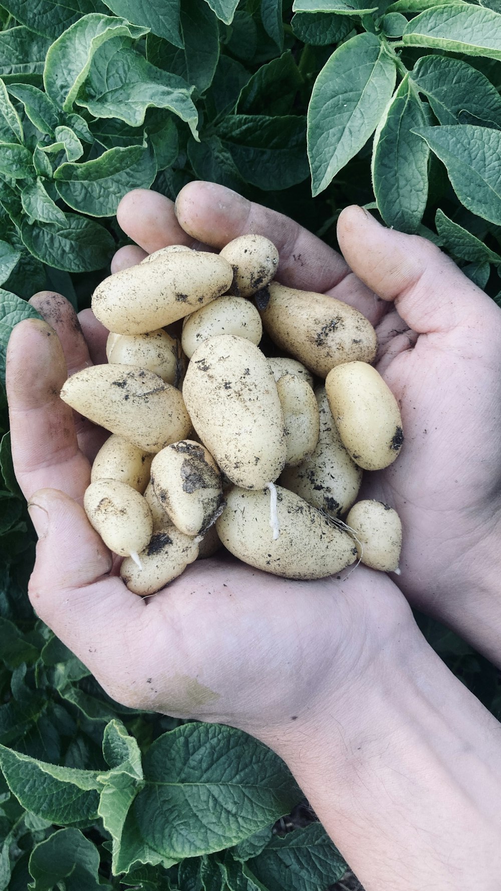 a person holding a handful of potatoes in their hands