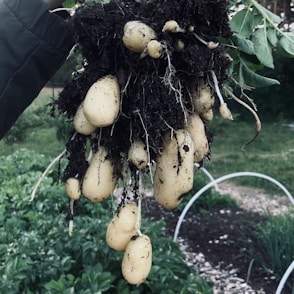 a person holding a bunch of potatoes in their hand