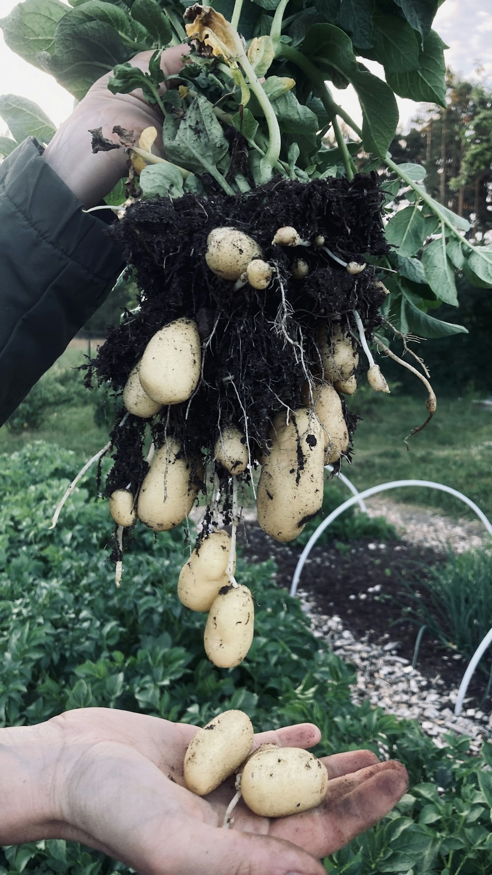 a person holding a bunch of potatoes in their hand