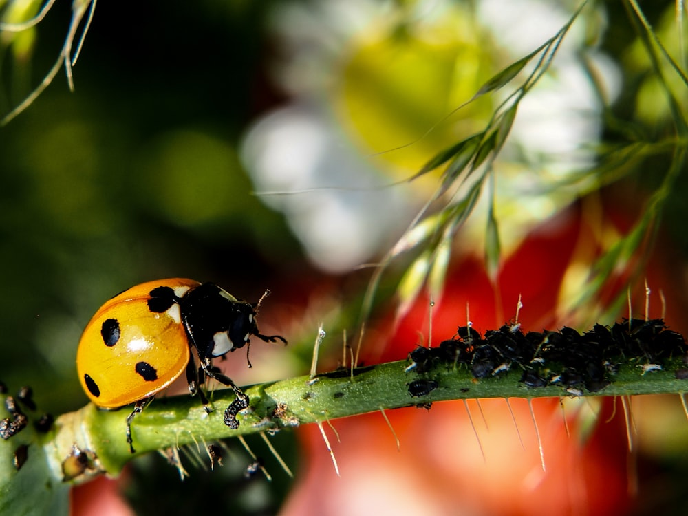 a lady bug sitting on top of a green plant