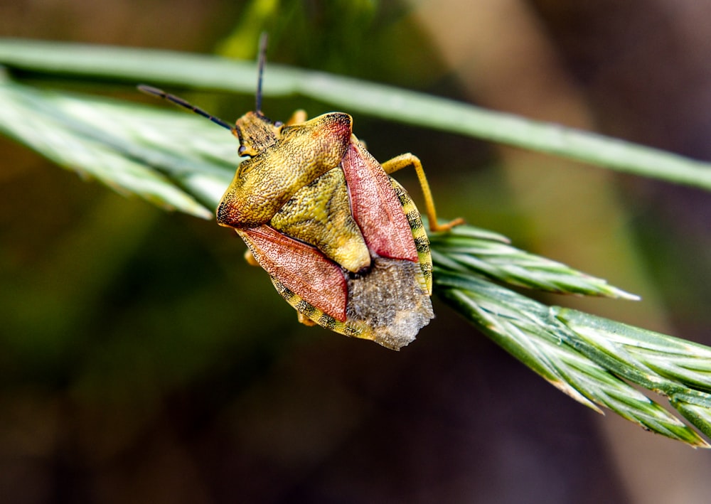 a close up of a bug on a plant