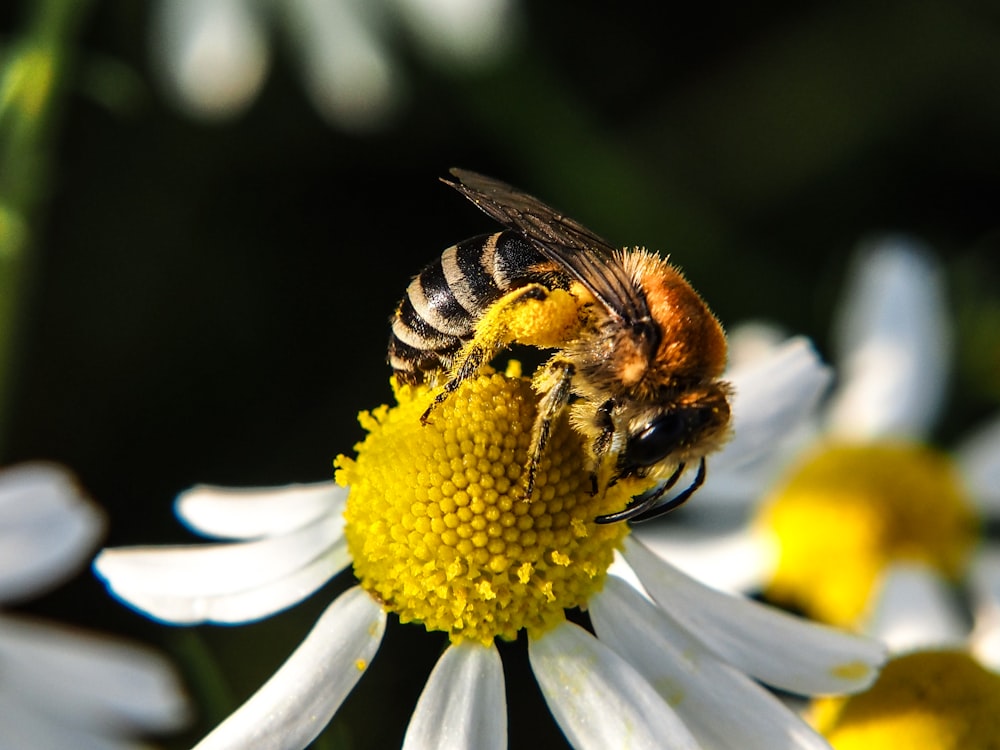 a bee sitting on top of a white flower