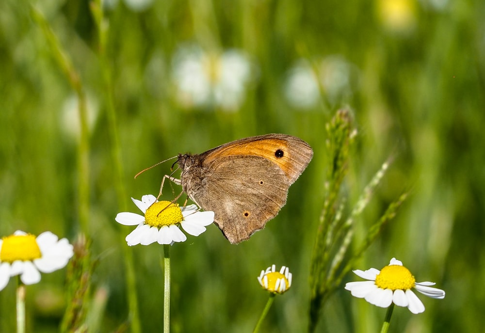 a brown butterfly sitting on top of a white and yellow flower