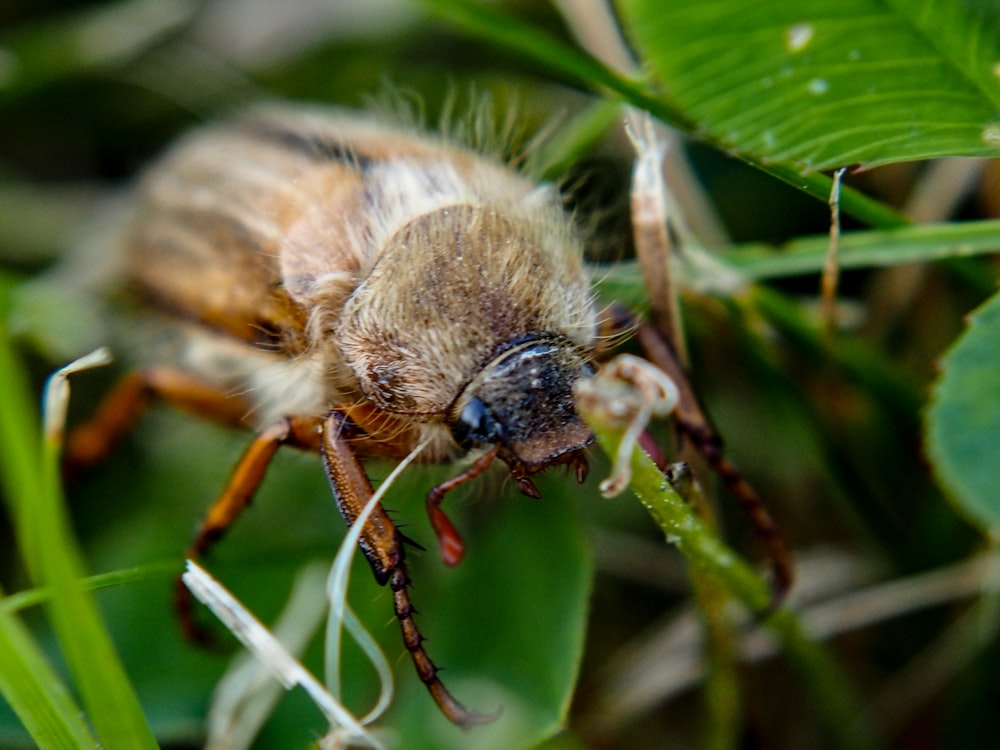 a close up of a bug on a plant