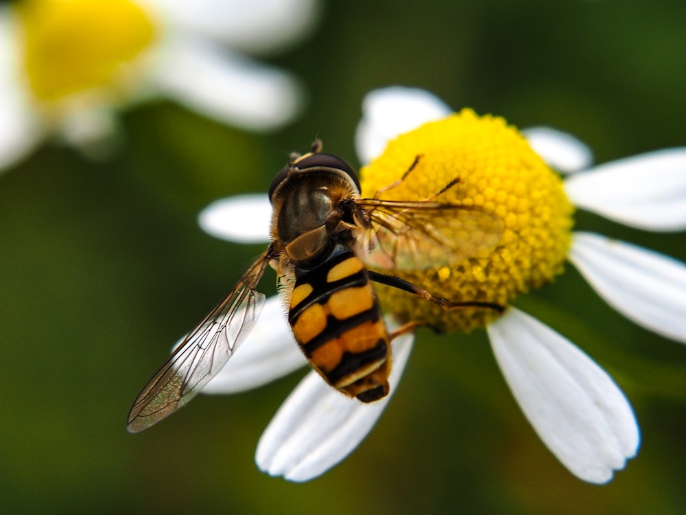 a close up of a bee on a flower