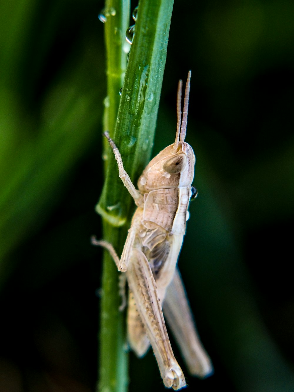 a close up of a grasshopper on a plant