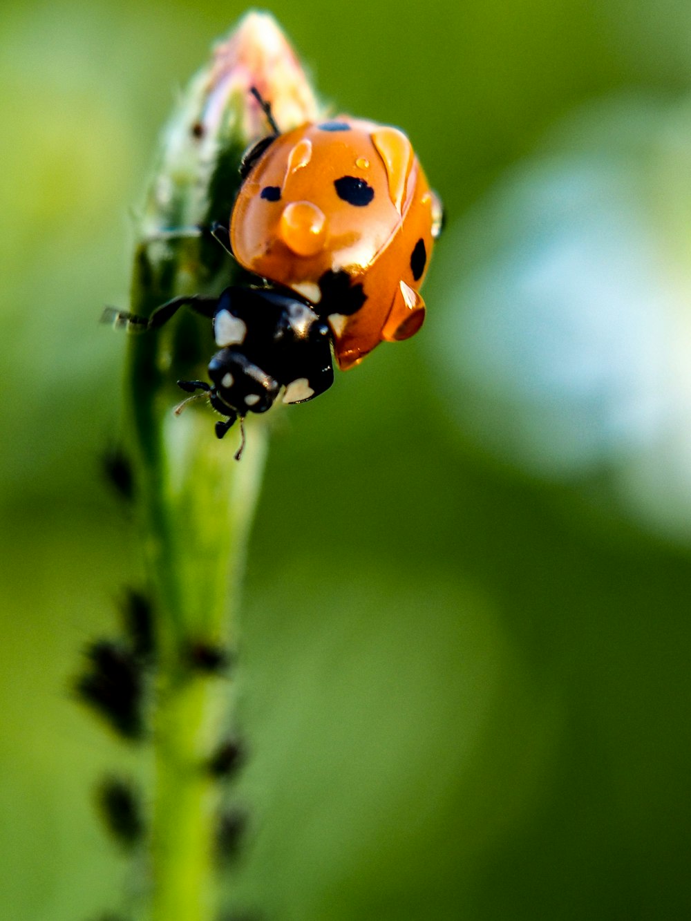 a lady bug sitting on top of a green plant