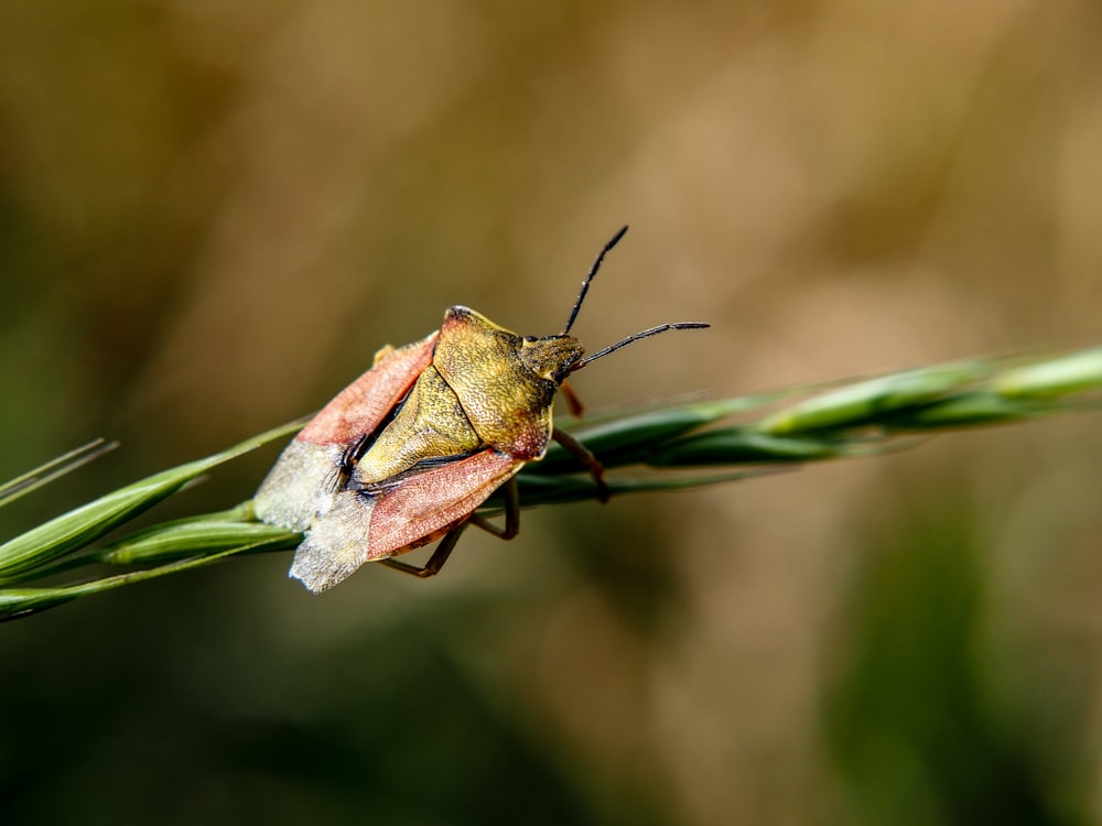 a close up of a bug on a plant