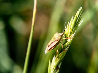 A close-up of a brown and yellow shield bug perched on a green plant stem, surrounded by other blurred greenery in the background.