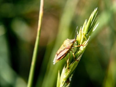 A close-up of a brown and yellow shield bug perched on a green plant stem, surrounded by other blurred greenery in the background.