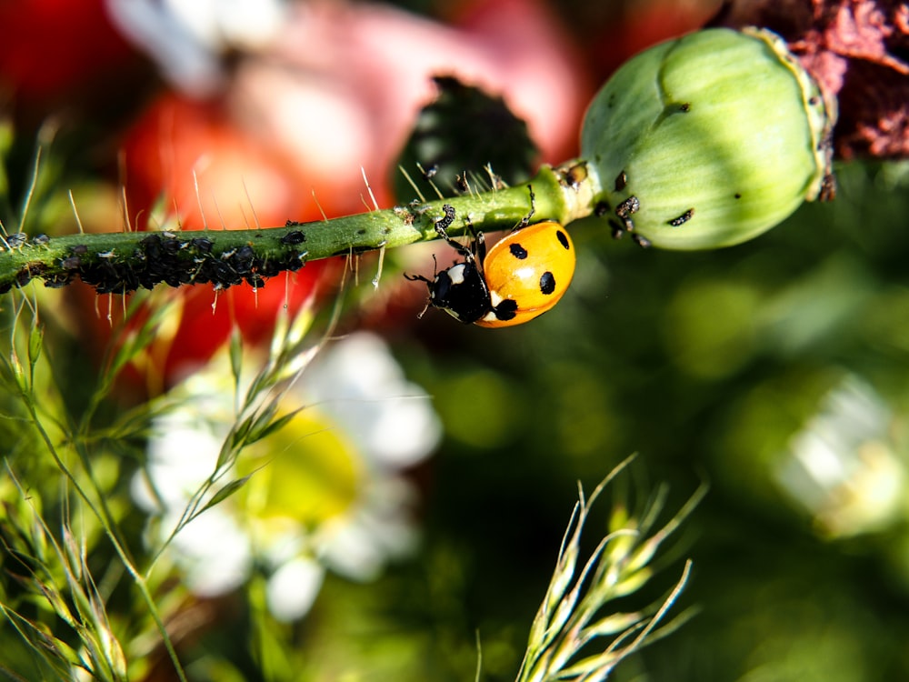 a lady bug crawling on a green plant