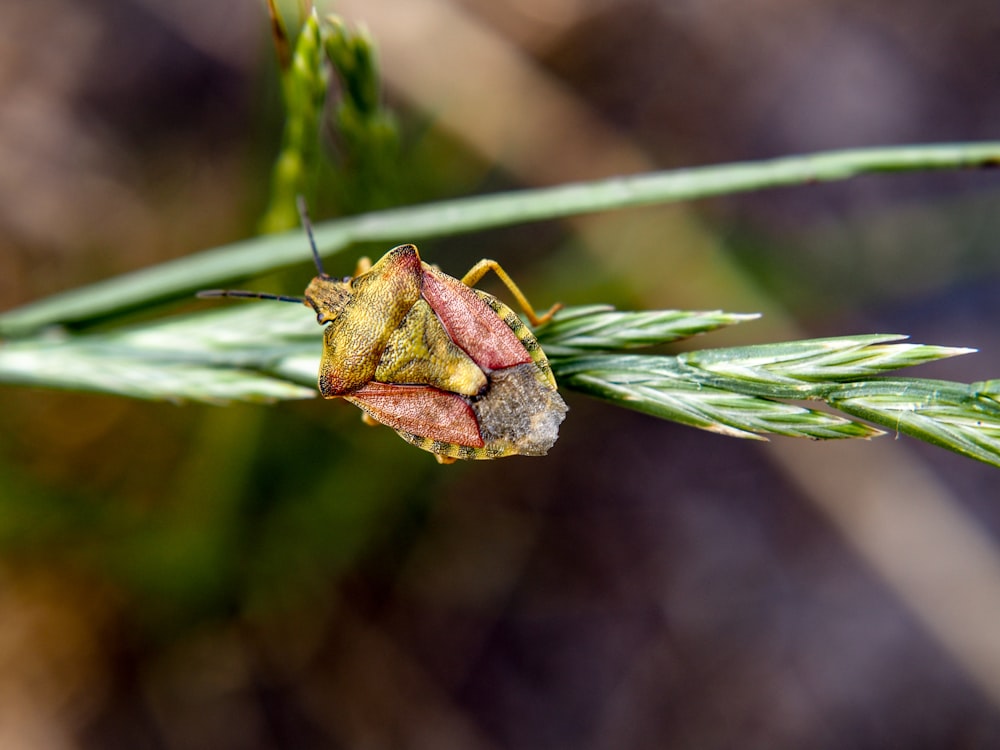 a close up of a bug on a plant