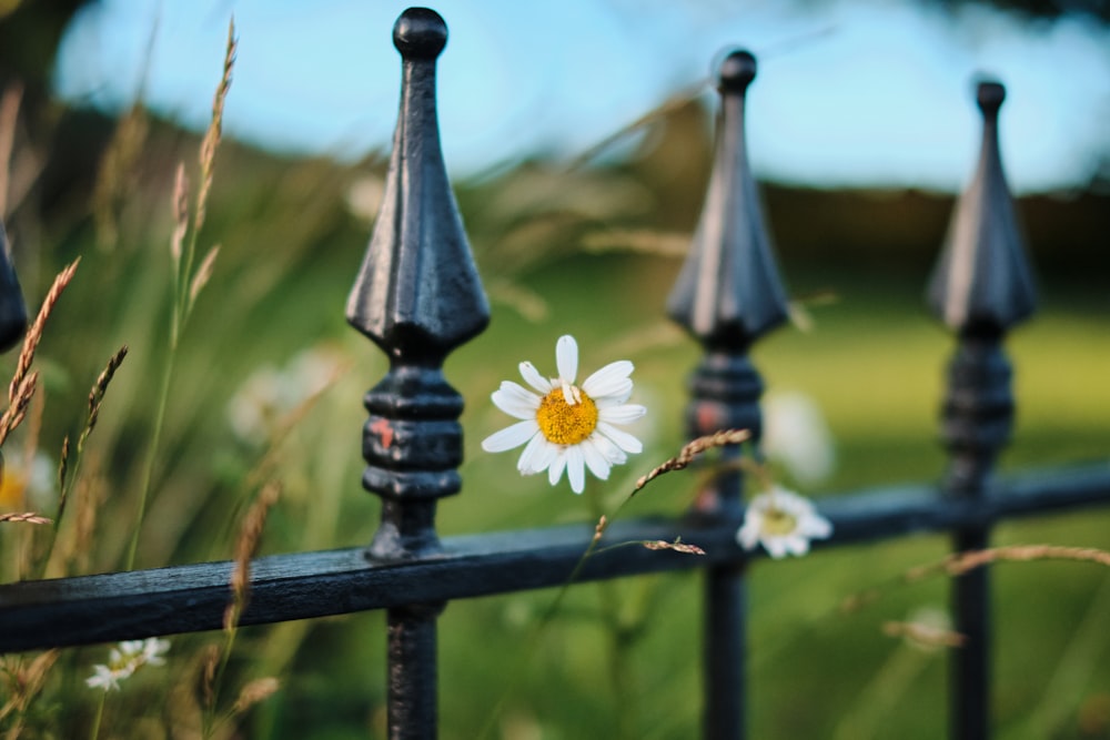 a white flower sitting on top of a metal fence
