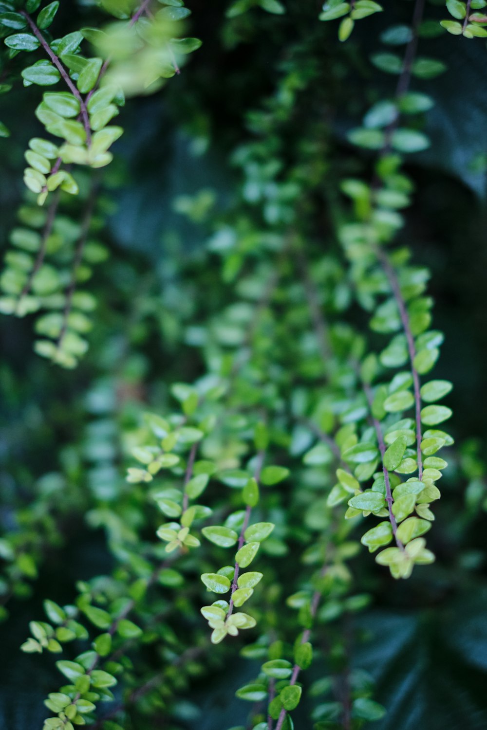 a close up of a plant with green leaves